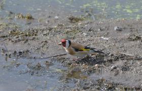 Carduelis carduelis