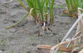 Carduelis carduelis