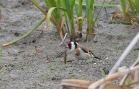 Carduelis carduelis