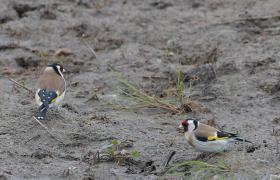 Carduelis carduelis