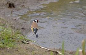 Carduelis carduelis