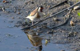 Carduelis carduelis