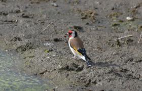 Carduelis carduelis