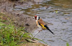 Carduelis carduelis