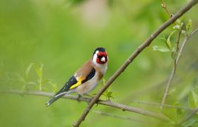 Carduelis carduelis