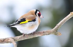 Carduelis carduelis