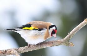 Carduelis carduelis