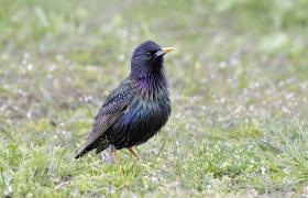 Sturnus vulgaris