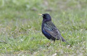 Sturnus vulgaris