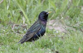 Sturnus vulgaris