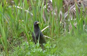 Sturnus vulgaris