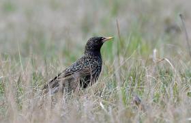 Sturnus vulgaris