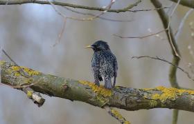 Sturnus vulgaris