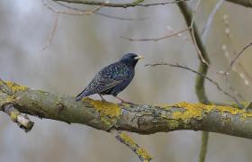 Sturnus vulgaris