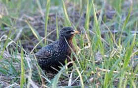 Sturnus vulgaris