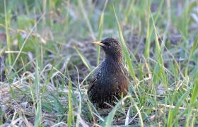 Sturnus vulgaris