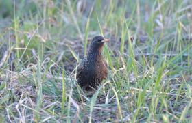 Sturnus vulgaris