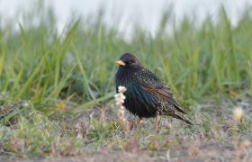 Sturnus vulgaris