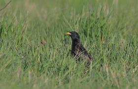 Sturnus vulgaris