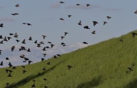 Sturnus vulgaris