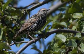 Sturnus vulgaris