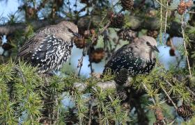 Sturnus vulgaris