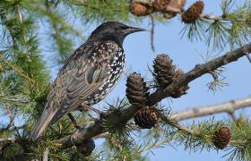 Sturnus vulgaris