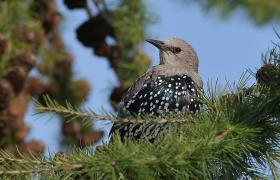 Sturnus vulgaris