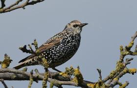 Sturnus vulgaris