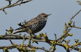 Sturnus vulgaris
