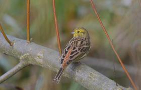 Emberiza citrinella
