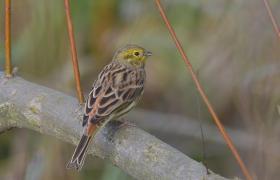 Emberiza citrinella