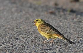 Emberiza citrinella