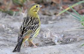 Emberiza citrinella
