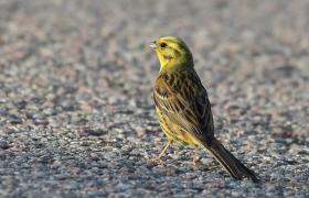 Emberiza citrinella