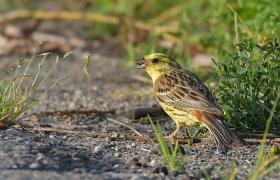 Emberiza citrinella
