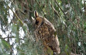 Asio otus