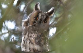 Asio otus