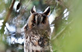 Asio otus