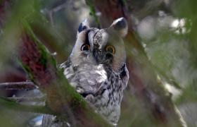 Asio otus