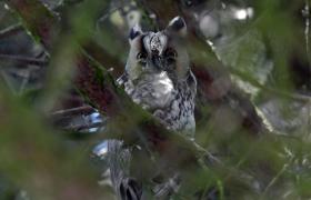Asio otus