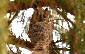 Asio otus