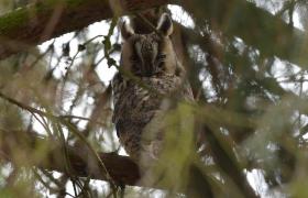 Asio otus