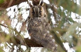 Asio otus