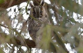 Asio otus