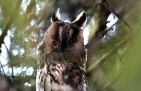 Asio otus