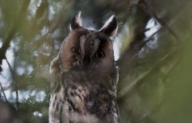 Asio otus