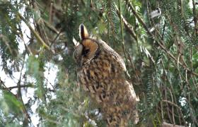 Asio otus