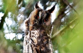 Asio otus