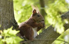 Sciurus vulgaris